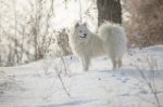 White Dog Samoyed Play On Snow Stock Photo