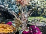 Tropical Fish Lionfish Under  Water Stock Photo