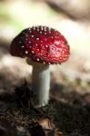 Red Mushroom Stock Photo