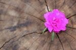 Closeup Common Purslane  Flower With Wood Background Stock Photo