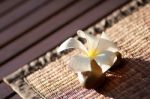 Plumeria Stock Photo