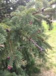 Red Fruit Growing On Pine Tree Stock Photo