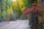 Autumn Scenery With Yellow, Green And Red Shinning Leaves In Fall In The Forest Stock Photo