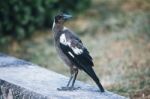 Australian Magpie Outdoors Stock Photo