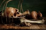 Still Life With A Skull Stock Photo