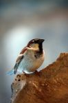 Domestic Sparrow Stock Photo