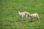 Fallow Deer (dama Dama) Stock Photo