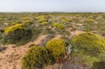 Landscape With Ulex Densus Shrubs Stock Photo