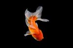 Oranda Gold Fish Isolated  Stock Photo