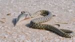 Snake River Natrix Reptile Head Swallowed Goby Fish Stock Photo