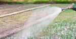 Asian Man  Watering The Garden Stock Photo