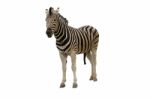 The Zebra Is Well Known In Africa With Its Distinctive Markings Stock Photo