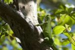 Green Iguana Stock Photo