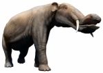 Platybelodon Stock Photo