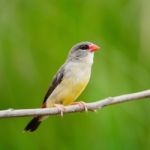 Female Red Avadavat Stock Photo