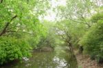 River In The Forest Stock Photo