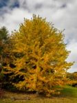 Acer Soccharinum Tree In Autumn Stock Photo