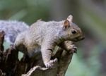 Beautiful Background With A Cute Funny Squirrel Stock Photo