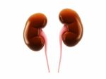 Digital Illustration Of Kidney In Colour Background Stock Photo