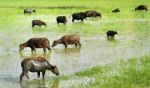 Buffalo Grazing Stock Photo