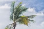 Coconut Palm Tree Stock Photo