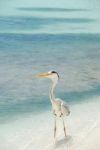 Heron On A Maldivian Island Stock Photo