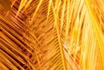 Orange Background Made Of Pattern With Palm Tree Leaves Stock Photo