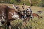 Herd Of Goats In A Pasture Stock Photo