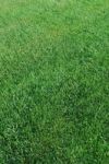 Green Turf Background Stock Photo