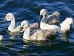 Five Young Mute Swans Are Swimming Stock Photo