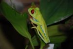 Red-Eyed Tree Frog Stock Photo