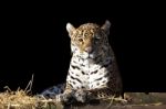 Wild Leopard Lying Relaxed Stock Photo