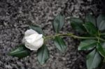 White Rose Stock Photo