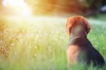 Beagle Dog Is  Sitting In The Field Stock Photo