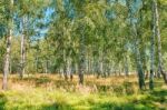 Small Birch Grove Stock Photo