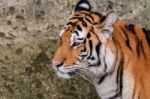 Bengal Tiger Head Close Up Stock Photo