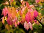 Tree Leaves Changing Colour In Autumn Stock Photo