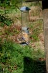 Chaffinch Feeding Stock Photo