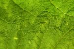 Green Leaf Macro Background Stock Photo