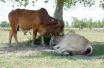 Two Cows Tease Snuggle Together In The Shade To Avoid Heat Of Th Stock Photo