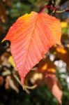 Close-up Acer Rufinerve Snake-bark Maple Leaf Stock Photo