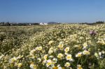 Crown Daisies In The Countryside Stock Photo