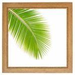 Fresh Coconut Leaf Within Wooden Frame Stock Photo