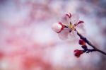 Cherry Blossom With Soft Focus, Sakura Season Background Stock Photo