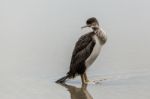 Spotted Shag (phalacrocorax Punctatus) Stock Photo