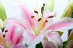 Pink Lily Flower Bouquet Stock Photo