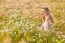 Blond Girl On The Camomile Field