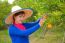 Gardener Girl In Orange Garden, North Of  Thailand