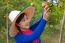 Gardener Girl In Orange Garden, North Of  Thailand