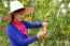 Gardener Girl In Orange Garden, North Of  Thailand